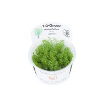 1-2-Grow! Myriophyllum 'Guyana', ärviälaji