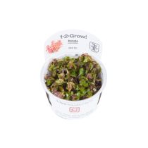 1-2-Grow Rotala macranda, punarotala