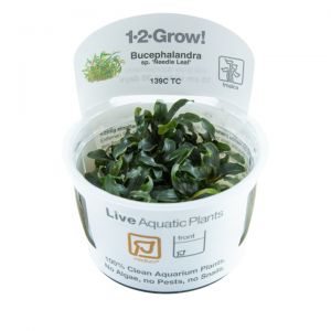 1-2-Grow! Bucephalandra sp. "Needle Leaf"