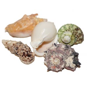 Hobby Sea Shells Set L-koko