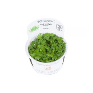 1-2-Grow! Hydrocotyle tripartita, sammakonputkilaji