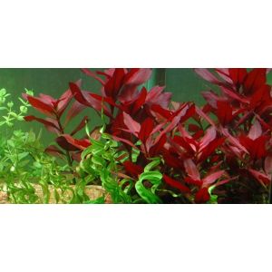 Ludwigia repens 'Rubin', rubiinirusolehti