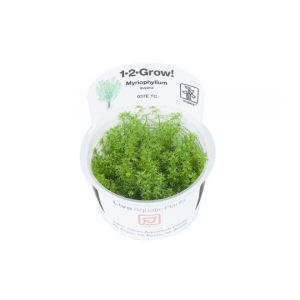 1-2-Grow! Myriophyllum 'Guyana', ärviälaji