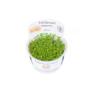 1-2-Grow! Rotala rotundifolia "H'ra", Hentorotalalajike