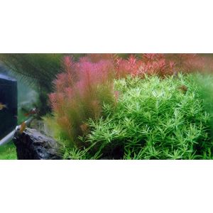 Rotala wallichii, hapsurotala