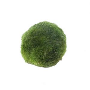 Aegagrophila linnaei, palleroahdinparta "Marimo"